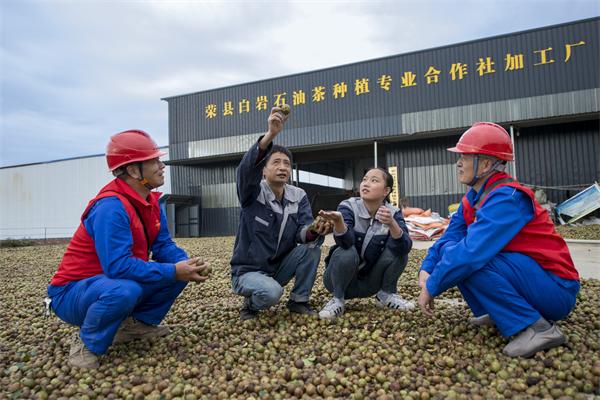 國網(wǎng)榮州供電公司：油茶花開榨油香 電力護航動力足