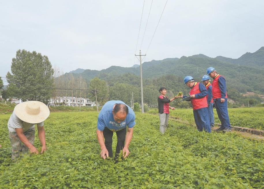 陜西省平利縣加工電氣化助絞股藍產業(yè)壯大